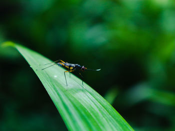 Close-up of insect on leaf