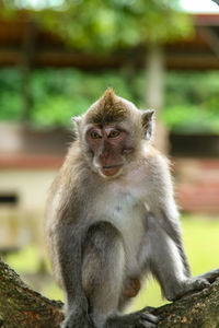 Monkey in forest park in ubud, bali indonesia.