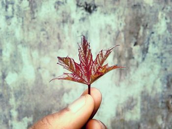 Close-up of hand holding autumn leaf