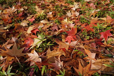 Autumn leaves on field