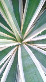 Full frame shot of leaf