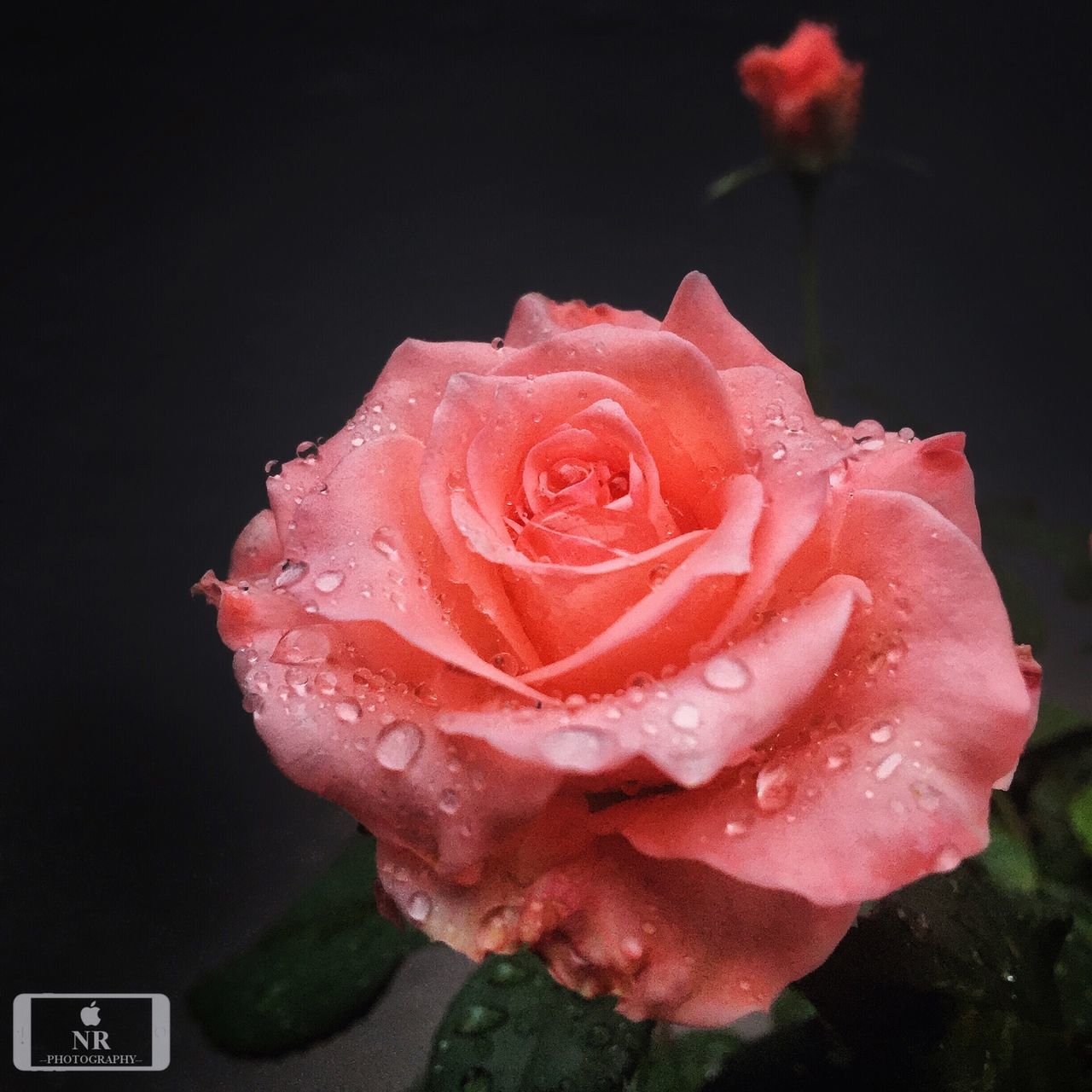flower, petal, flower head, rose - flower, freshness, drop, fragility, water, wet, close-up, single flower, beauty in nature, rose, single rose, dew, blooming, pink color, nature, growth, focus on foreground