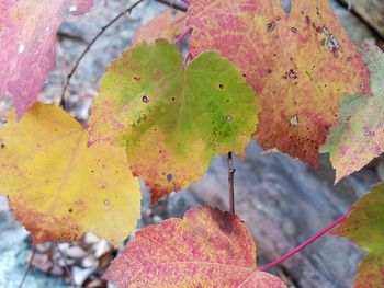 Close-up of autumn leaves on tree