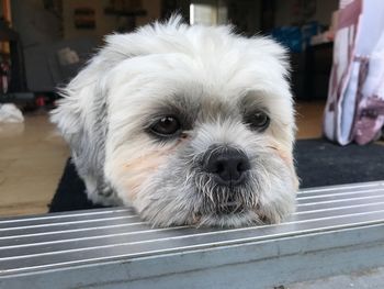 Close-up of dog on window sill