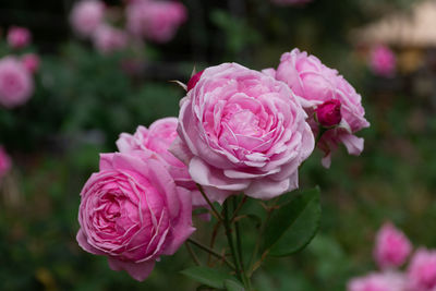 Close-up of pink rose