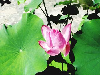 Close-up of pink lotus water lily