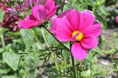 Close-up of pink flowers