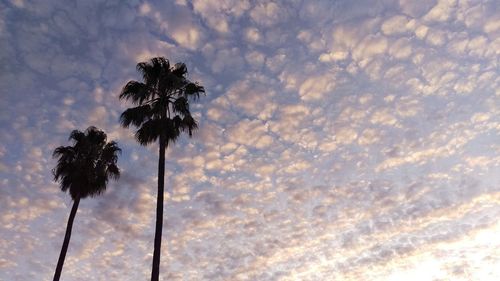 Low angle view of trees against cloudy sky