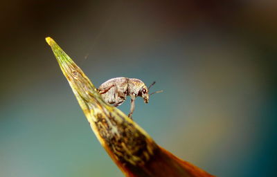 Close-up of insect