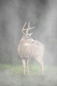 View of deer standing on field