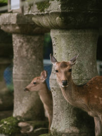 Close-up of deer