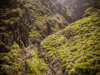 Ravine trail and living nature