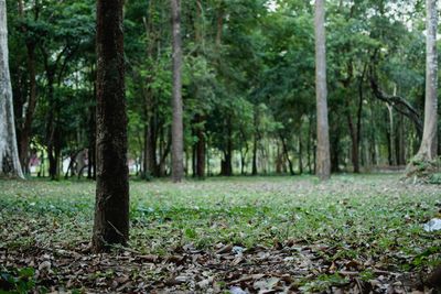 Trees in forest