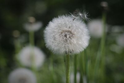 Close-up of dandelion flower