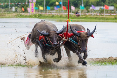 Bulls running in lake