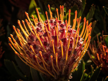 Close-up of leucospermum blooming in garden