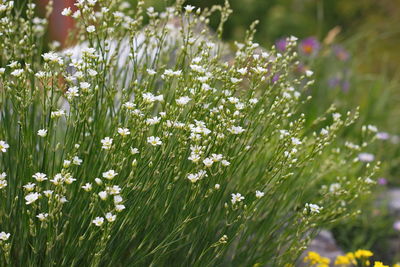 Close-up of flowering plants on field