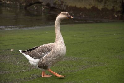 Close-up of goose on grass