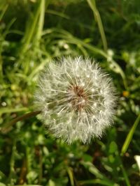 Close-up of dandelion