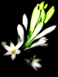 Close-up of white flowers against black background