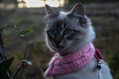 Close-up portrait of cat looking at camera