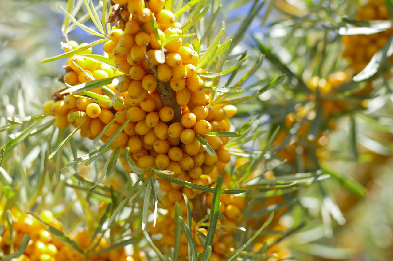 LOW ANGLE VIEW OF ORANGES ON TREE