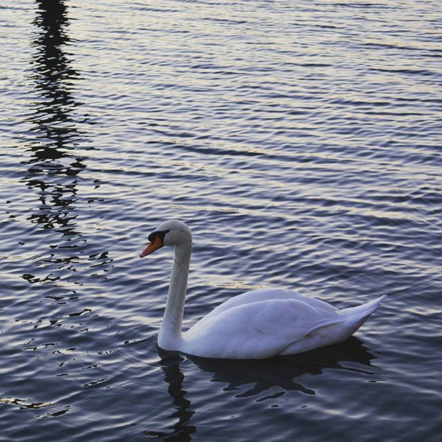 bird, water, animal themes, animals in the wild, wildlife, swan, lake, swimming, waterfront, rippled, reflection, water bird, nature, one animal, floating on water, beak, beauty in nature, outdoors, two animals, no people