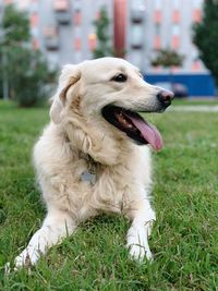 Dog looking away on field