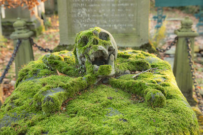 Close-up of a skull on a grave