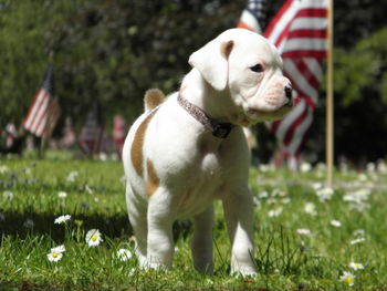 Dog looking away on field