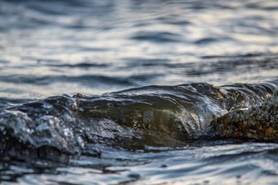 Close-up of horse in water