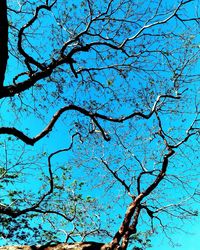 Low angle view of bare tree against blue sky