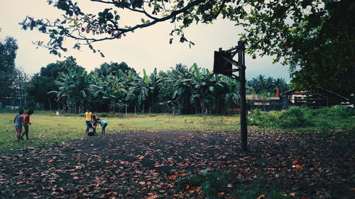 Trees in park