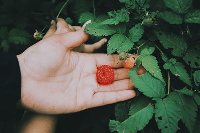 Close-up of hand holding raspberries