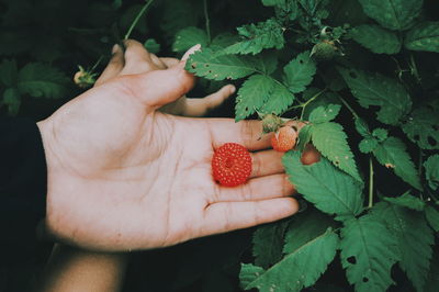 Close-up of hand holding strawberries