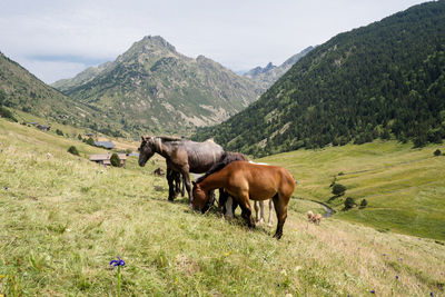 Horses in the mountains