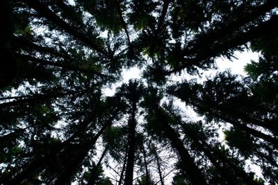 Low angle view of trees in the forest