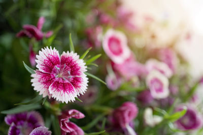 Close-up of pink flowering plant