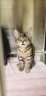 Cat sitting in cage