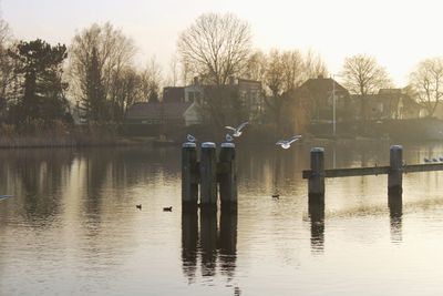 Bird flying over lake