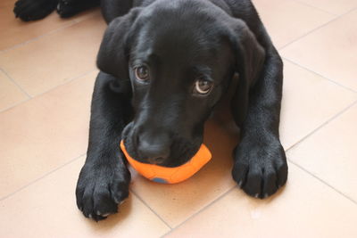 Close-up portrait of black labrador playing with toy at home