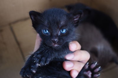Portrait of black cat holding kitten