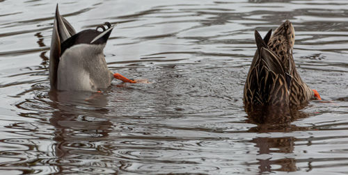 Birds swimming in lake