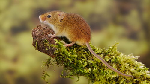 Close-up of squirrel on tree