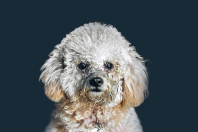 Close-up of a dog over navy background