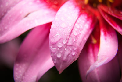 Close-up of wet pink flower