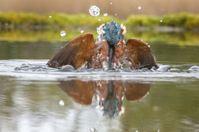 Kingfisher hunting fish in lake