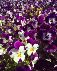 Close-up of purple flowers blooming outdoors