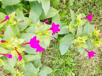 Pink flowers blooming outdoors