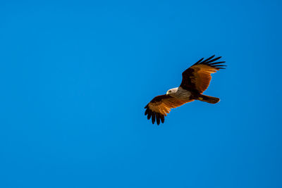 Low angle view of eagle flying in sky